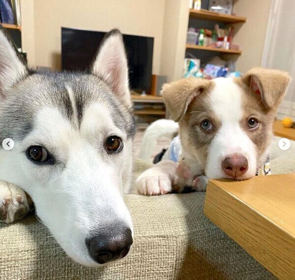 見つめるバロンくん、シエルちゃん