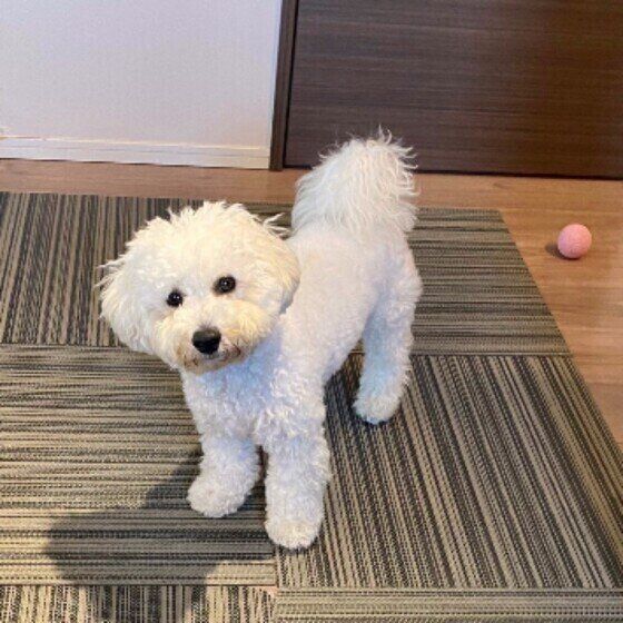 ビション・フリーゼのれおちゃん