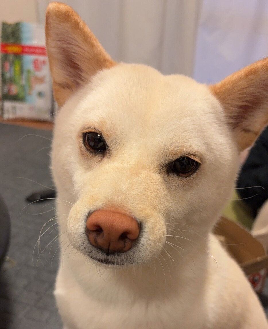 2才になったなこちゃん