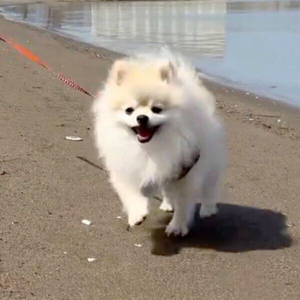散歩でウキウキのゴン太くん