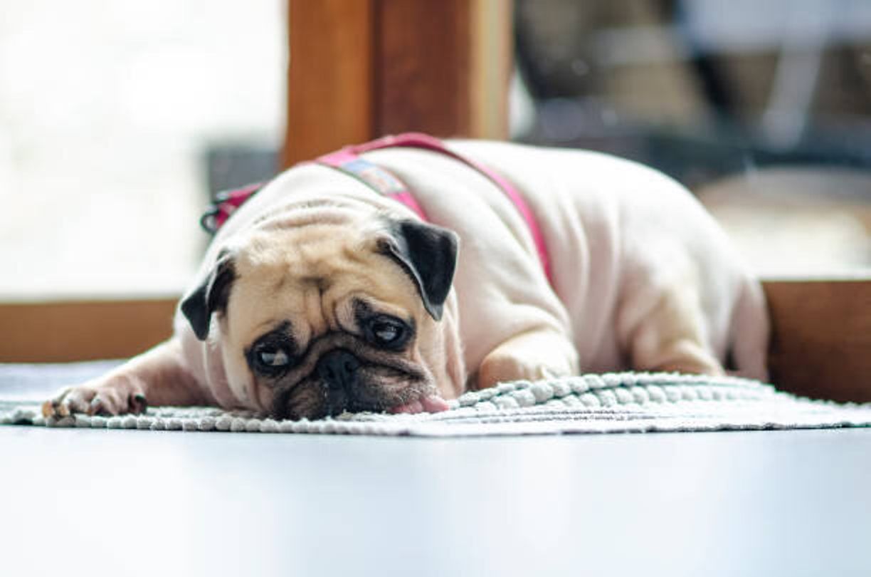 さみしい犬の Sosサイン に気づいて 孤独が犬に与える影響とは いぬのきもちweb Magazine さみしい犬の Sosサイン に気づいて 孤独が犬に与える影響とは いぬのきもちweb Magazine