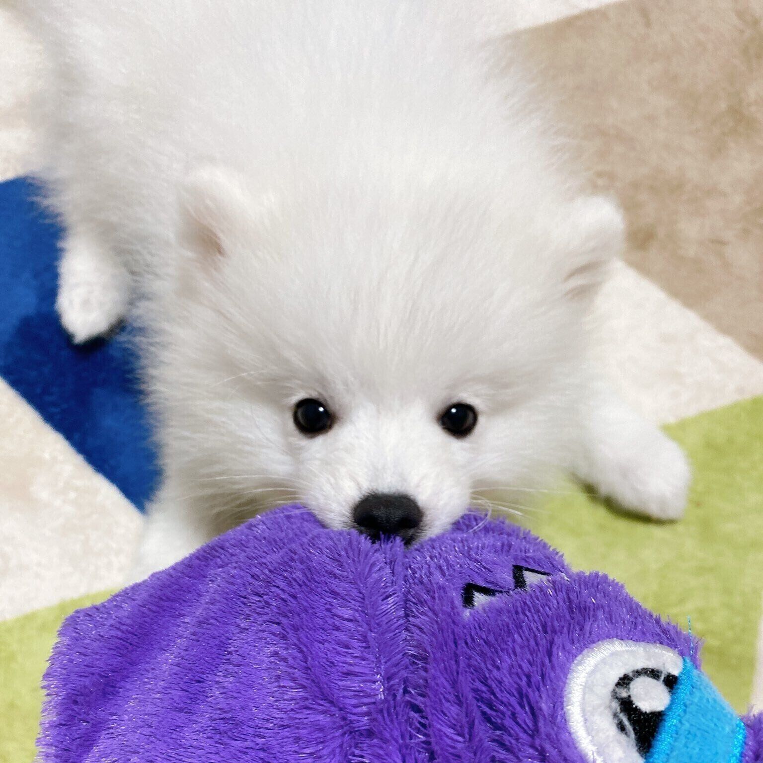 おもちゃをくわえる子犬時代の銀くん