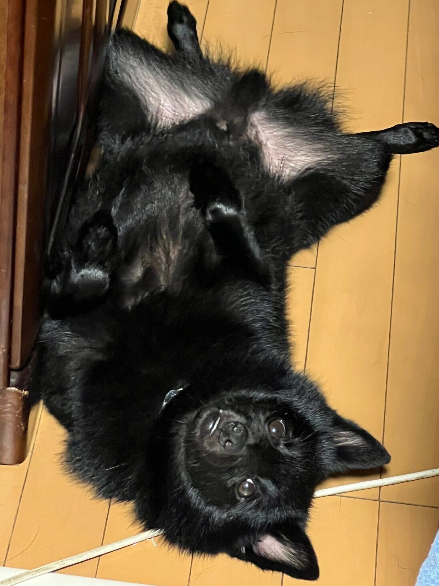 おなかをゴロンと見せるごまめくん