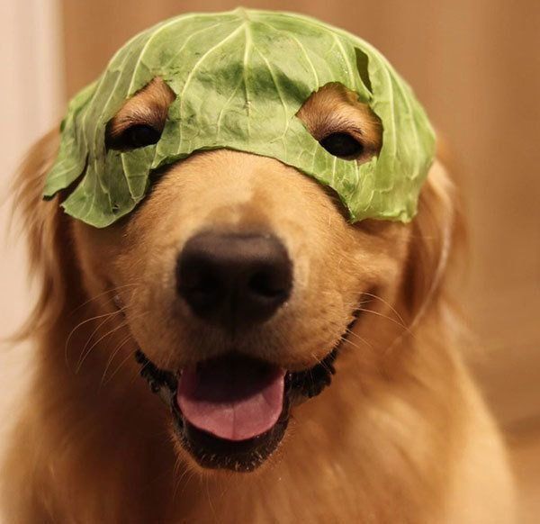 キャベツをかぶるゴールデン・レトリーバー