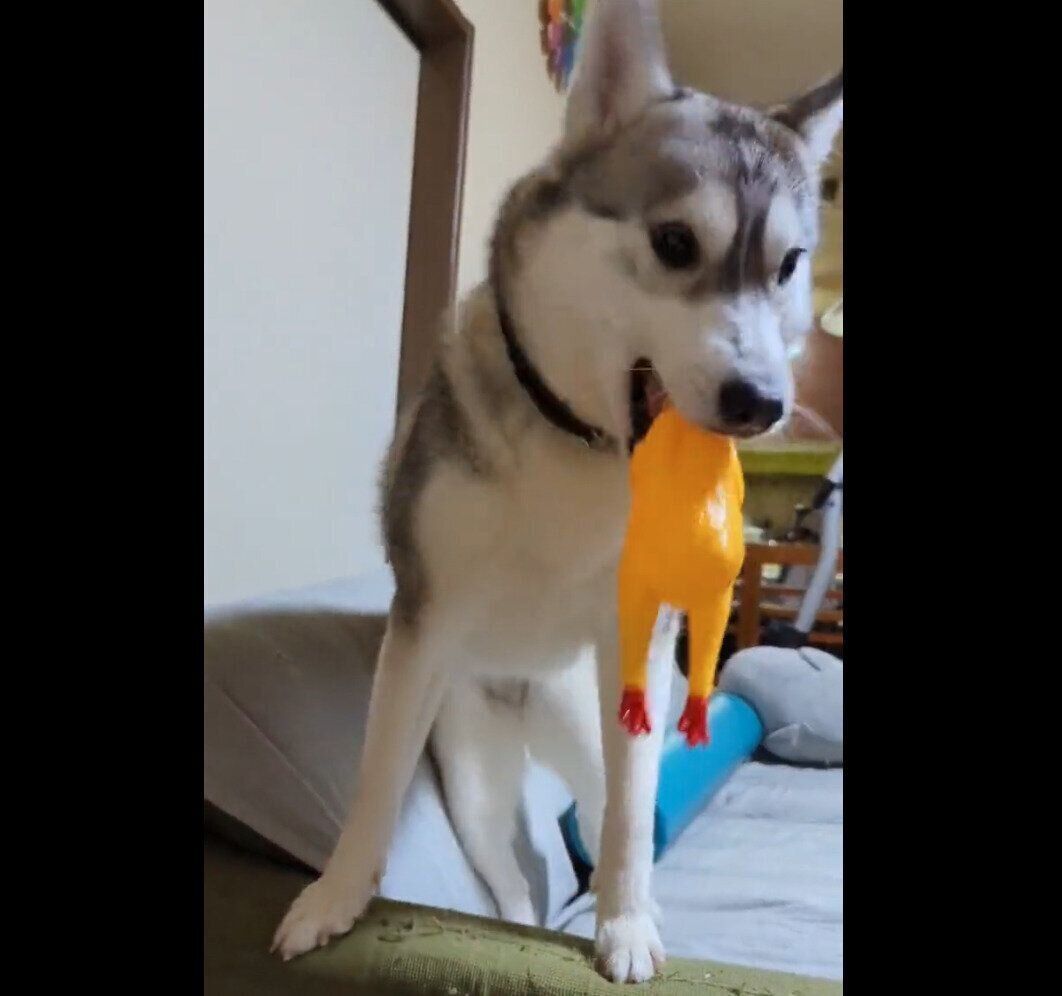 「取ってこい遊び」をするテラちゃん