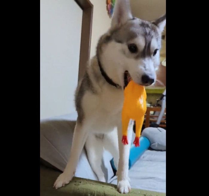 「取ってこい遊び」をするテラちゃん