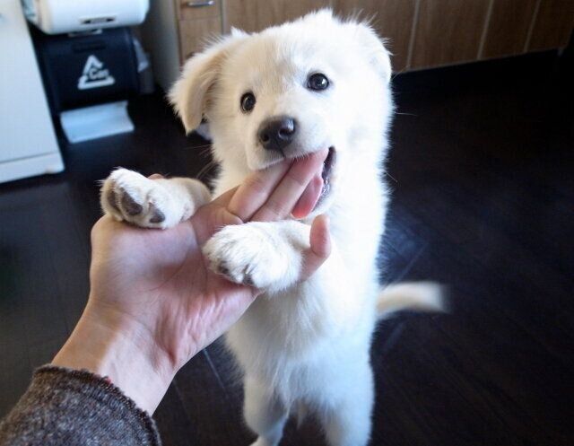 犬が吠える意味とは 穴澤賢の犬のはなし いぬのきもちweb Magazine