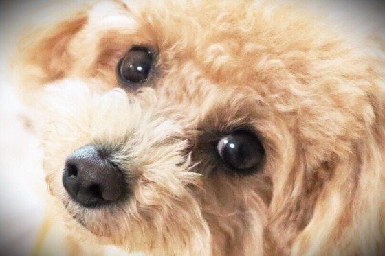 トイ・プードルのプーくん