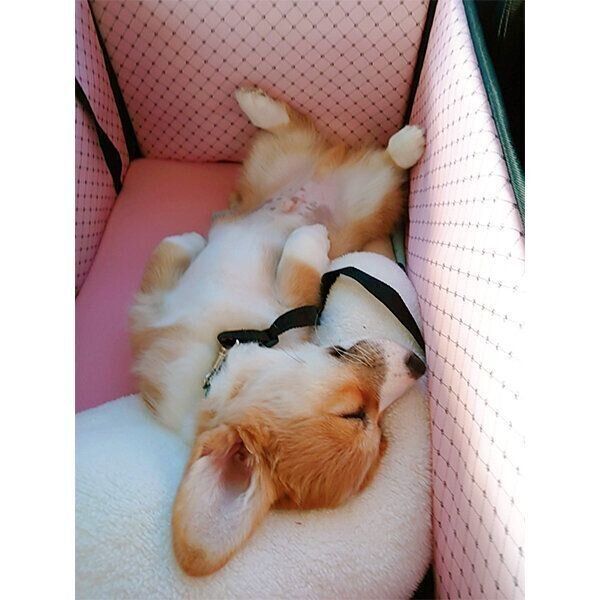 車内で爆睡するぶんたくん