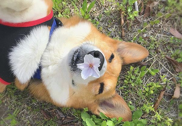 散歩するコーギー