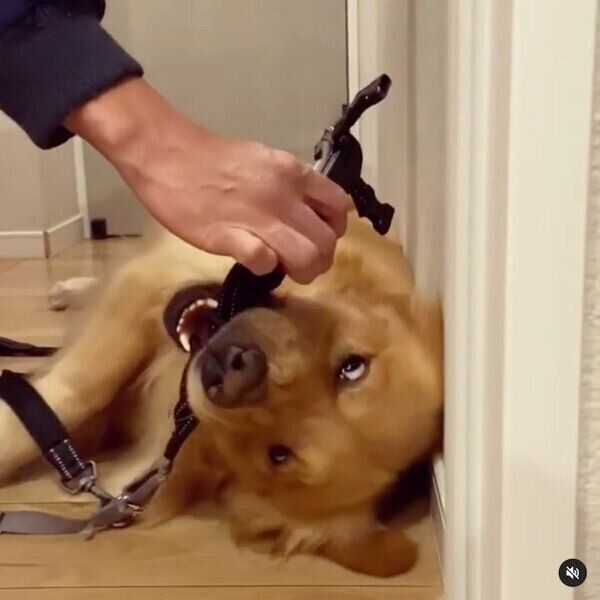 お散歩に行きたくないモッシュくん