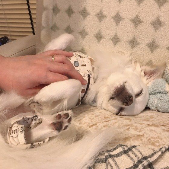 うっとりしているミルク君