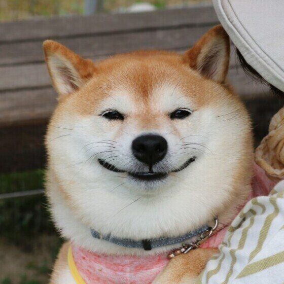 【獣医師監修】犬の虫歯の原因や症状は?歯磨きの仕方や虫歯の治療法を解説 いぬのきもち