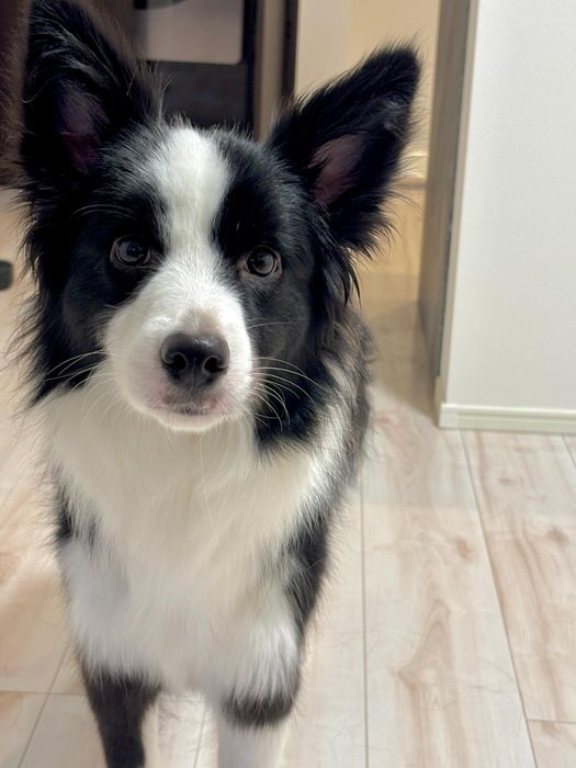 成長後の様子 とっても“美犬”になったヴィヴィアンちゃん