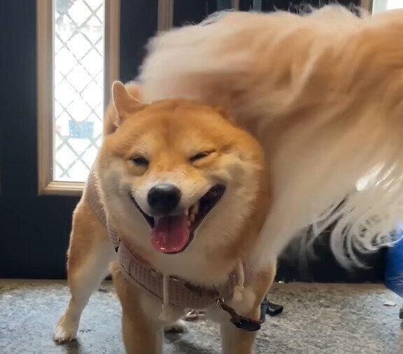 ペチペチされるうにちゃん