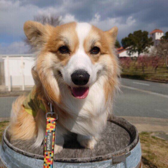 ウェルシュ・コーギー・ペンブロークの琉羽来ちゃん