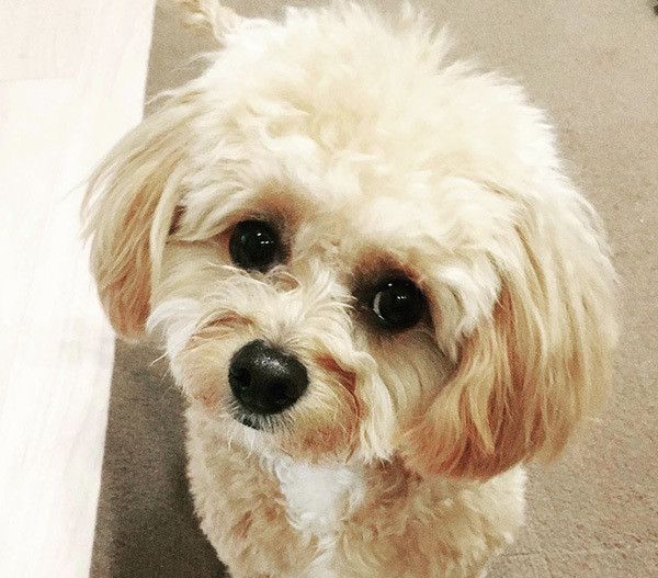 見つめるマルプー