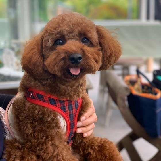 めろちちゃん  トイ・プードル