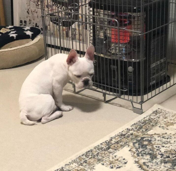 座るりずちゃん（フレンチ・ブルドッグ）