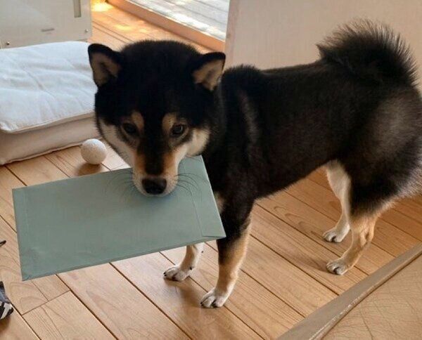 封筒をくわえてご満悦な様子のロクくん