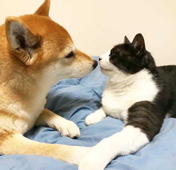 同居猫が大好きすぎる犬