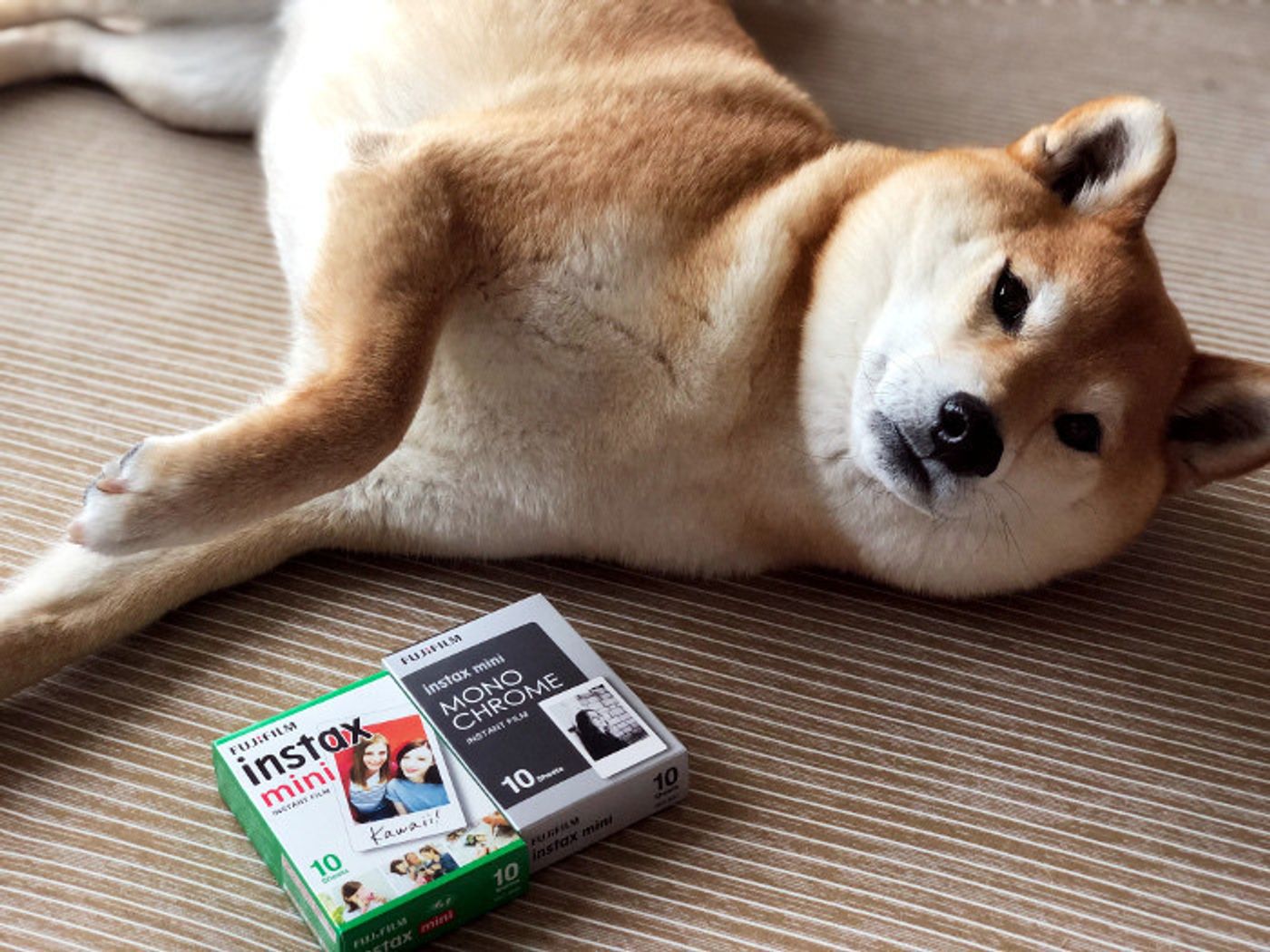 柴犬マロたんをインスタントカメラで撮ってみた デジカメにはない色と空気感を写すのだ いぬのきもちweb Magazine 柴犬マロたんをインスタントカメラで撮ってみた デジカメにはない色と空気感を写すのだ いぬのきもちweb Magazine