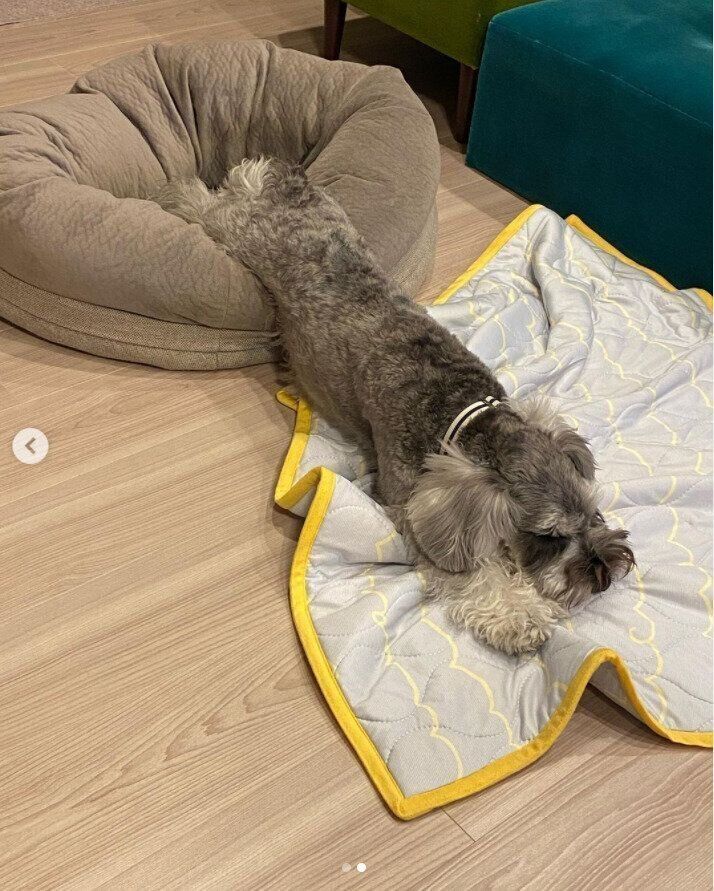 眠るミニチュア・シュナウザーの男の子