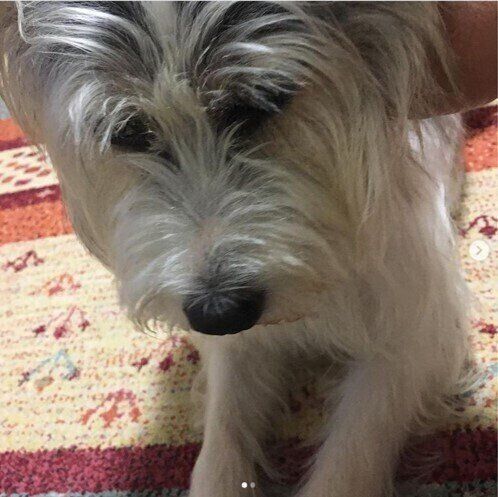 フサフサなテリア系ミックス犬