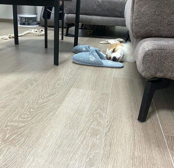 ソファの下で眠るモナカくん