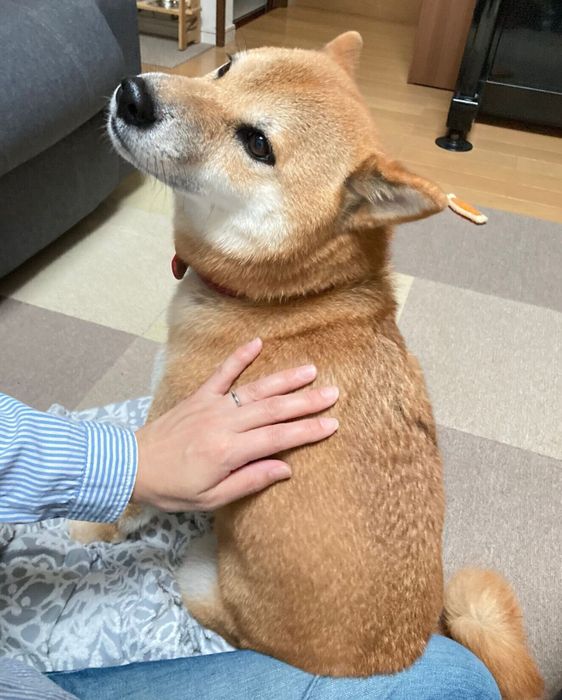 飼い主さんの太ももに座るまるくん