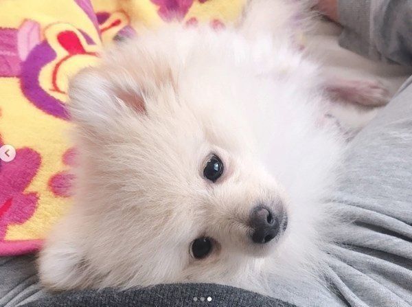 あるモノを見ると態度が豹変するポメラニアン