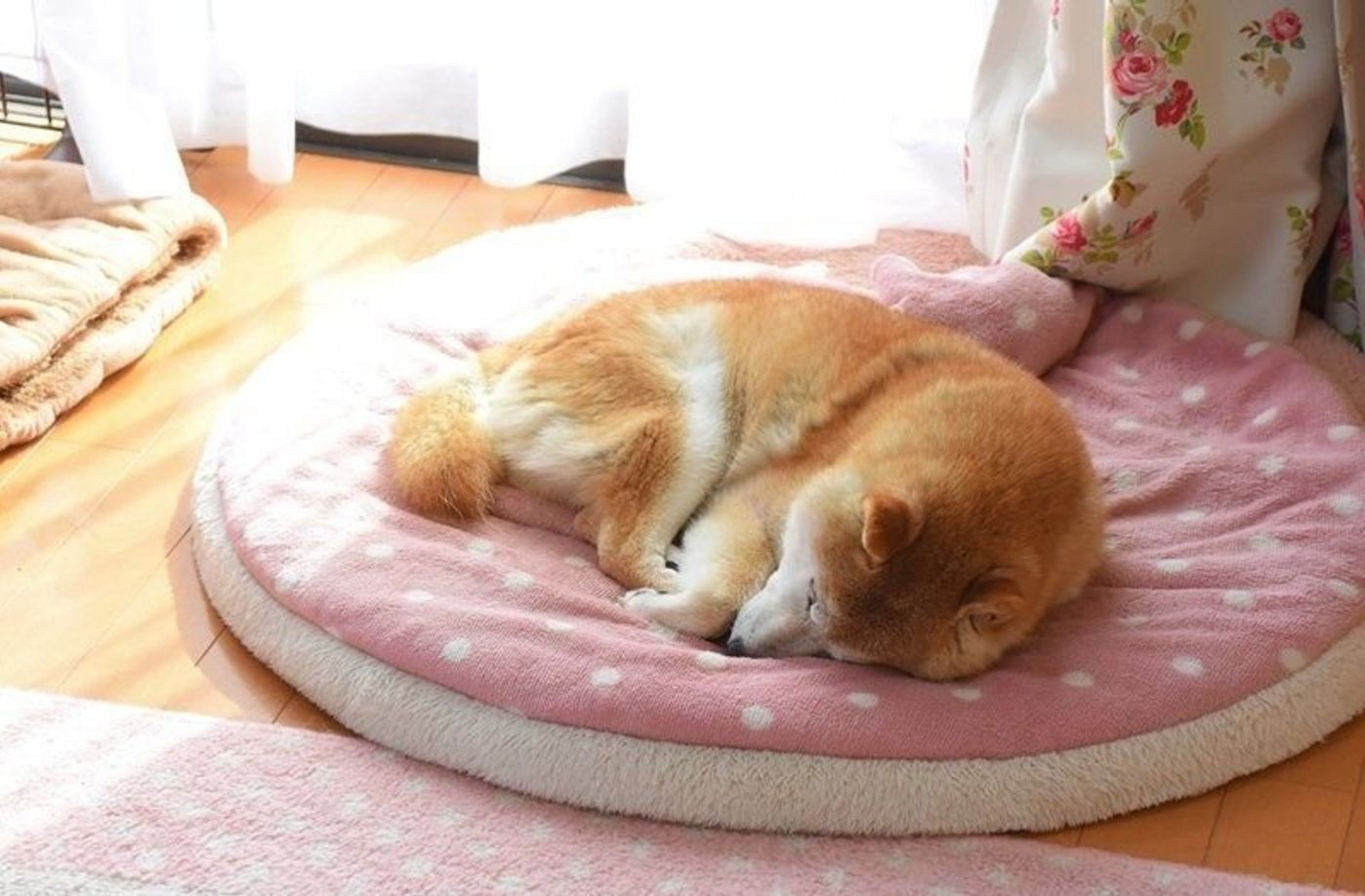 窓辺でほっこり 幸せなひと時を過ごす 柴犬かぼすちゃん いぬのきもちweb Magazine 窓辺でほっこり 幸せなひと時を過ごす 柴犬かぼすちゃん いぬのきもちweb Magazine