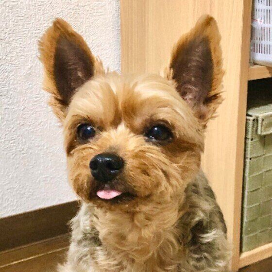 見つめるヨークシャー・テリア