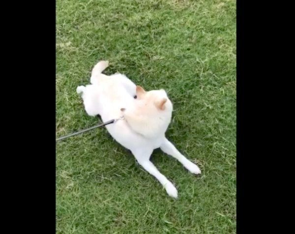 ボールを見つめるチョビちゃん