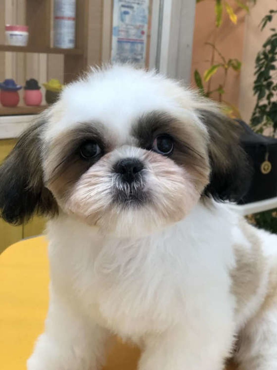 犬が嫌がらなくなる ドライヤーのコツや注意点とは いぬのきもちweb Magazine 犬が嫌がらなくなる ドライヤーのコツや注意点とは いぬのきもちweb Magazine