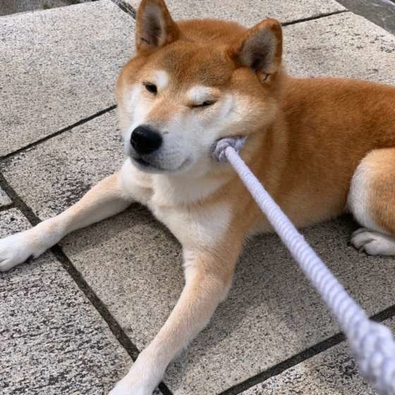 柴の小太郎くん