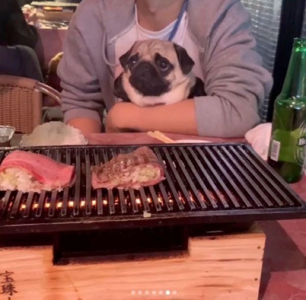 パグのぱぐぞうちゃん