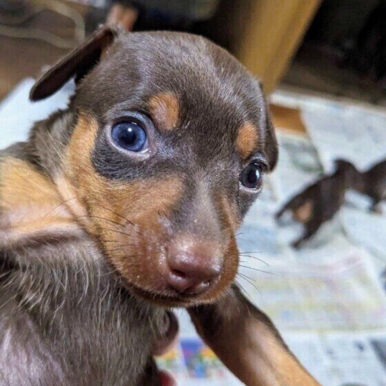 ミニチュア・ピンシャーのチャーリーくん♪