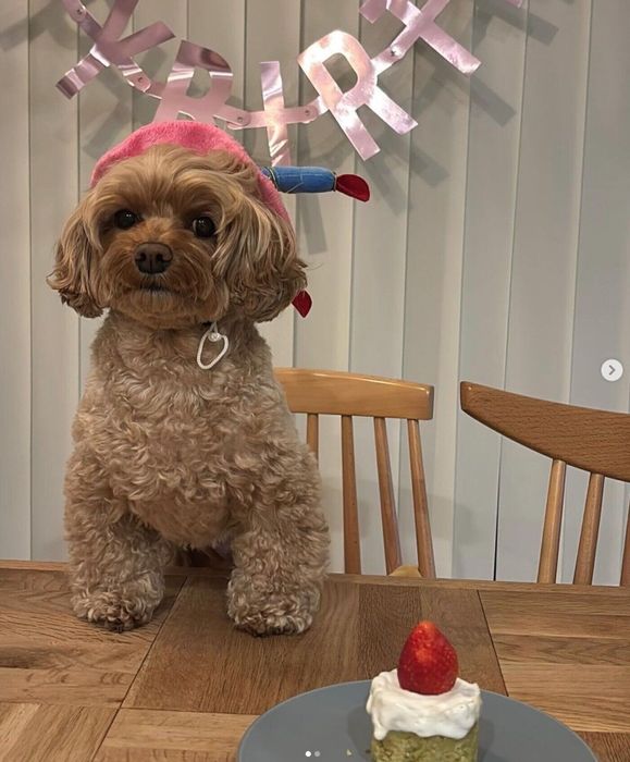 4才になったチャイちゃん