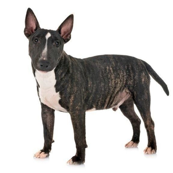 ミニチュア・ブル・テリア