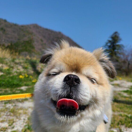 老いていく愛犬への接し方について考える いぬのきもち