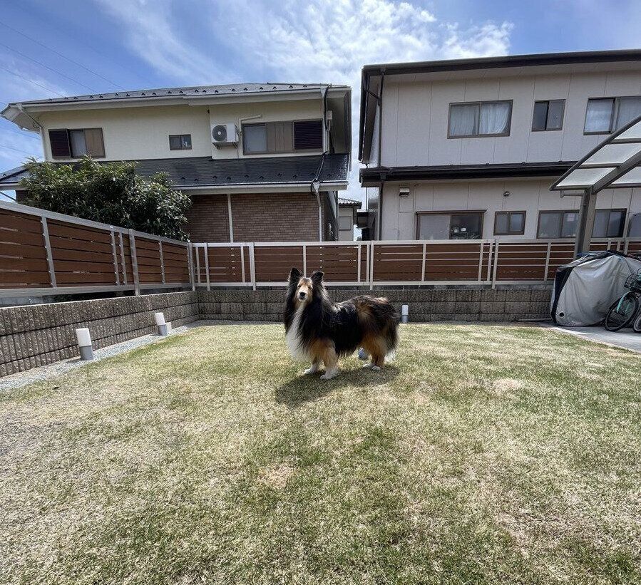 飼い主さんと距離を置くロイくん