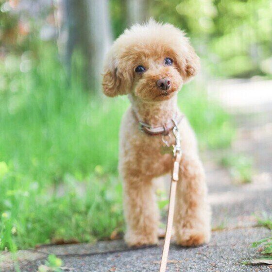 トイ・プードルの空ちゃん