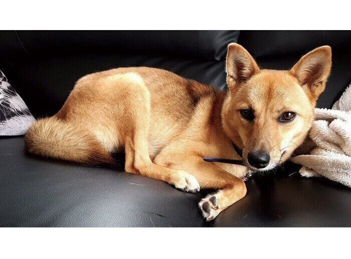 お迎えしたばかりのころのここあちゃん