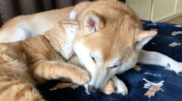いつも一緒にいたい柴犬と茶トラ猫
