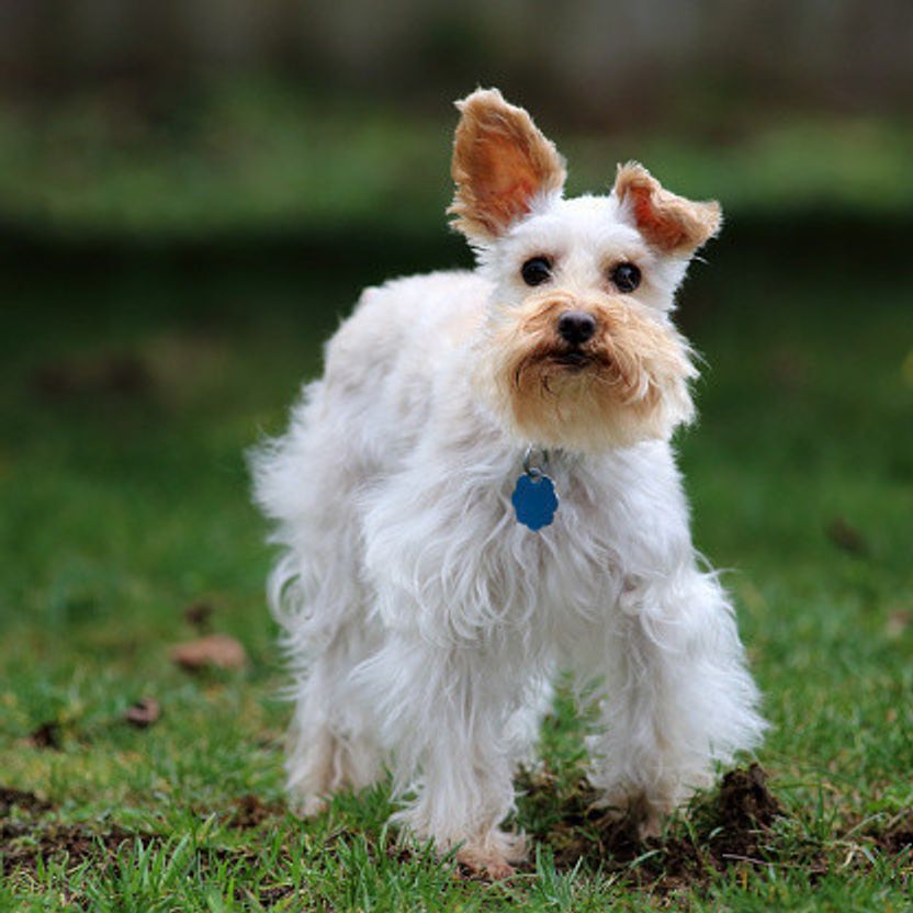 ミニチュア シュナウザーの特徴と性格 飼い方 価格相場など 犬図鑑 いぬのきもちweb Magazine ミニチュア シュナウザーの特徴と性格 飼い方 価格相場など 犬図鑑 いぬのきもちweb Magazine