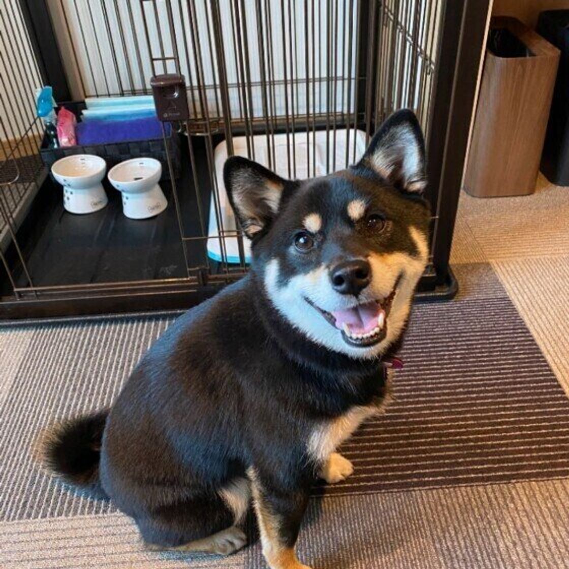 メスなのに足を上げてオシッコ 二足立ちでウンチ 犬のトイレにまつわる疑問 いぬのきもちweb Magazine メスなのに足を上げてオシッコ 二足立ちでウンチ 犬のトイレにまつわる疑問 いぬのきもちweb Magazine