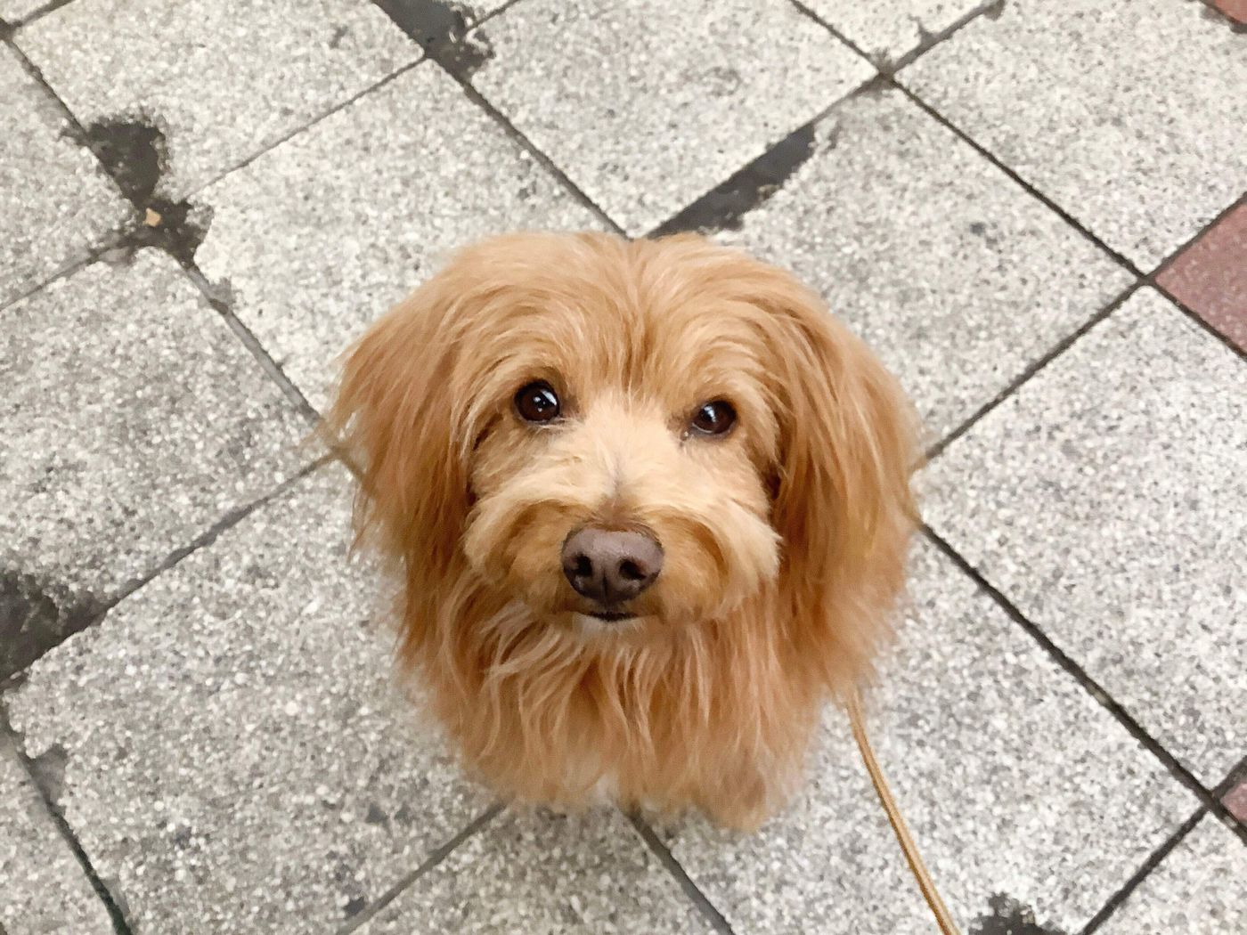 買い物中に愛犬をひとりにできる派 できない派 連載 こぐま犬てんすけ Vol 144 いぬのきもちweb Magazine 買い物中に愛犬をひとりにできる派 できない派 連載 こぐま犬てんすけ Vol 144 いぬのきもちweb Magazine