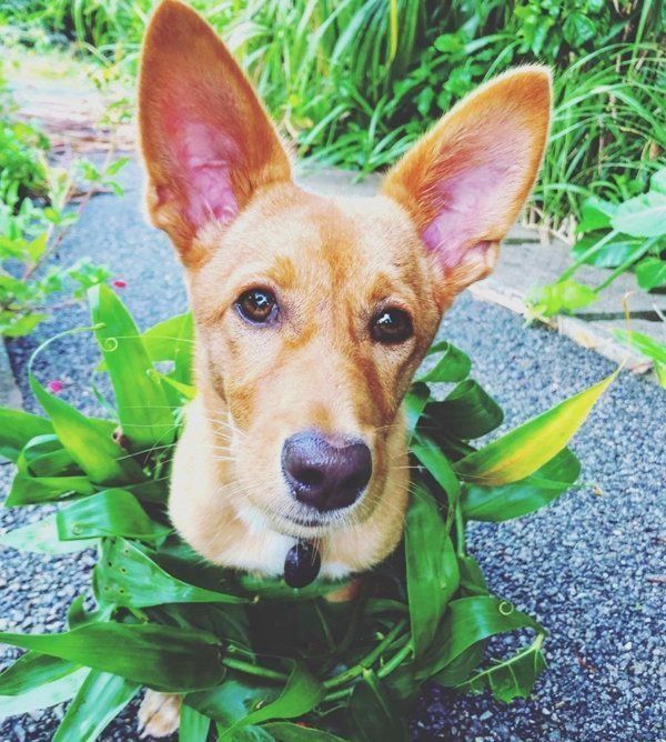 元保護犬・むぎちゃん