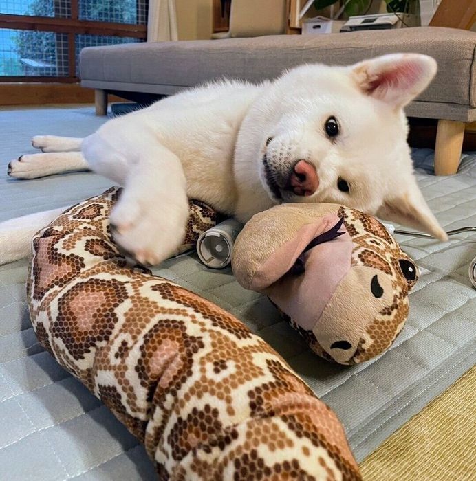 ぬいぐるみで遊ぶこまちちゃん